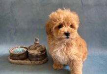 Щенки мальтипу F1 и F2 и уход за ними